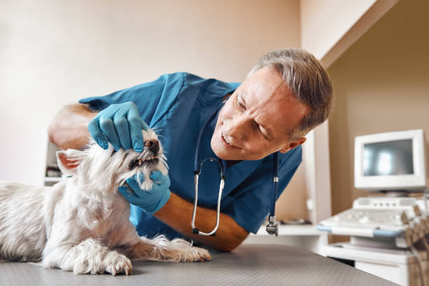 Best Same-Day Emergency Dental Services in White Meadow Lake, NJ